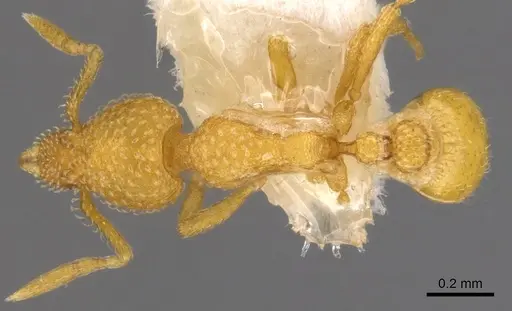 Strumigenys dapsilis specimen CASENT0900218 image casent0900218_1