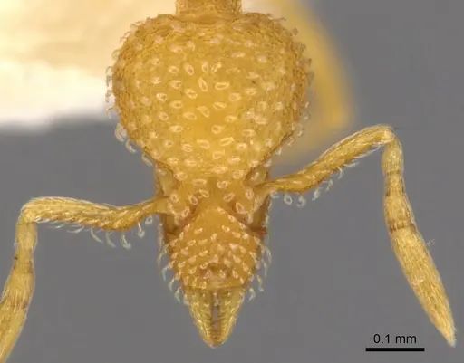 Strumigenys dapsilis specimen CASENT0900218 image casent0900218_2
