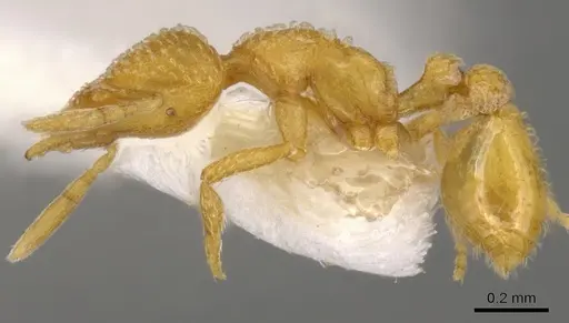 Strumigenys dapsilis specimen CASENT0900218 image casent0900218_3