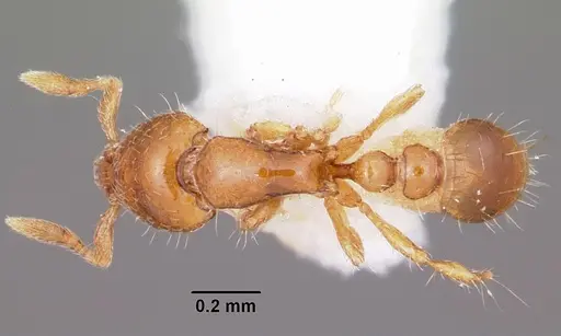Strumigenys daspleta specimen CASENT0102600 image casent0102600_1