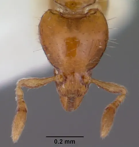 Strumigenys daspleta specimen CASENT0102600 image casent0102600_2