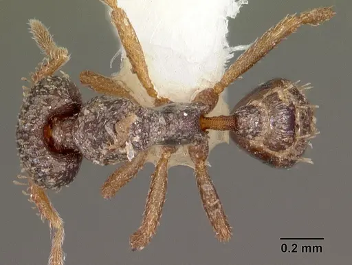 Strumigenys datryx specimen CASENT0102541 image casent0102541_1