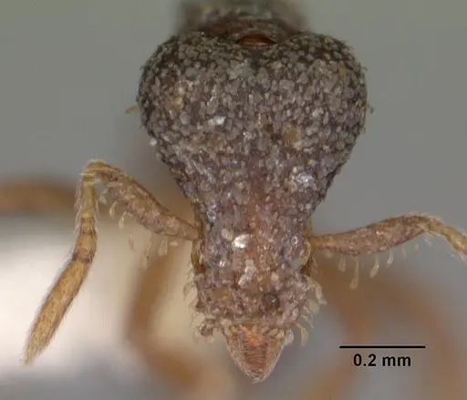 Strumigenys datryx specimen CASENT0102541 image casent0102541_2