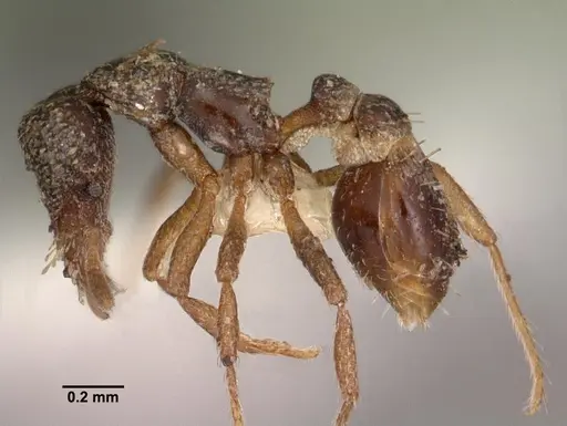 Strumigenys datryx specimen CASENT0102541 image casent0102541_3