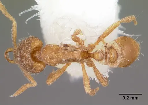 Strumigenys datryx specimen CASENT0102662 image casent0102662_1