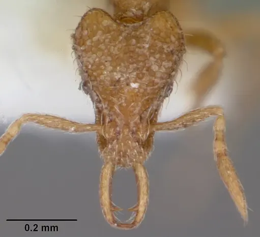 Strumigenys datryx specimen CASENT0102662 image casent0102662_2