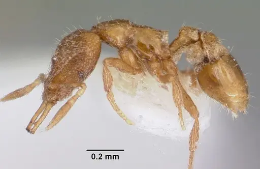 Strumigenys datryx specimen CASENT0102662 image casent0102662_3