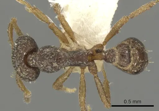 Strumigenys datryx specimen CASENT0900071 image casent0900071_1