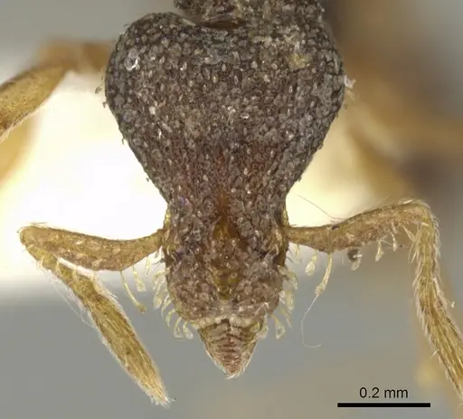Strumigenys datryx specimen CASENT0900071 image casent0900071_2