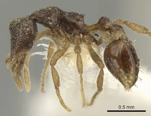 Strumigenys datryx specimen CASENT0900071 image casent0900071_3