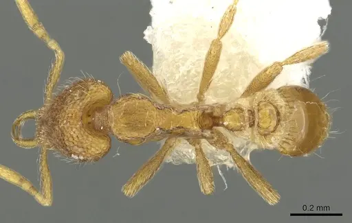 Strumigenys datryx specimen CASENT0900824 image casent0900824_1