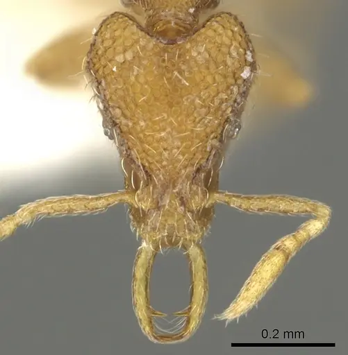 Strumigenys datryx specimen CASENT0900824 image casent0900824_2