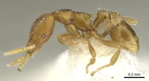 Strumigenys datryx specimen CASENT0900824 image casent0900824_3