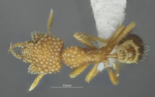 Strumigenys dayui specimen ANTWEB1060544 image antweb1060544_1