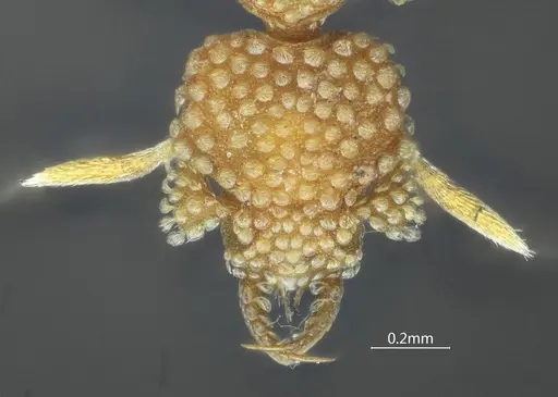 Strumigenys dayui specimen ANTWEB1060544 image antweb1060544_2