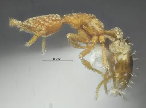 Strumigenys dayui specimen ANTWEB1060544 image antweb1060544_3