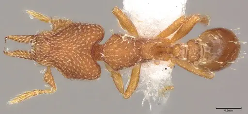 Strumigenys decipula specimen ANTWEB1053316 image antweb1053316_1