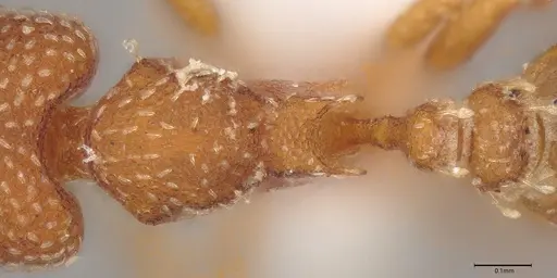 Strumigenys decipula specimen ANTWEB1053316 image antweb1053316_2