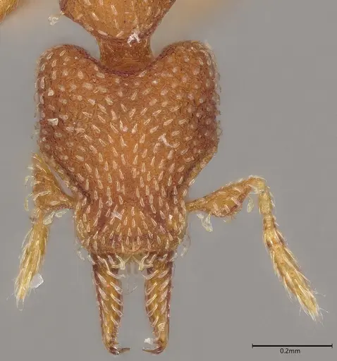 Strumigenys decipula specimen ANTWEB1053316 image antweb1053316_3