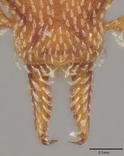 Strumigenys decipula specimen ANTWEB1053316 image antweb1053316_4