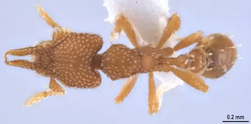 Strumigenys decipula specimen ANTWEB1053317 image antweb1053317_1