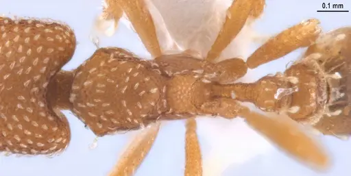 Strumigenys decipula specimen ANTWEB1053317 image antweb1053317_2