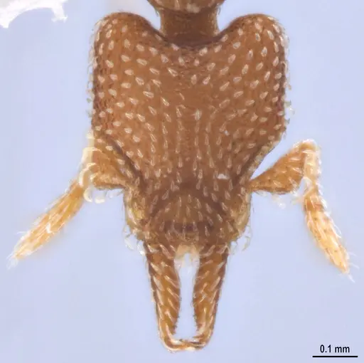 Strumigenys decipula specimen ANTWEB1053317 image antweb1053317_3