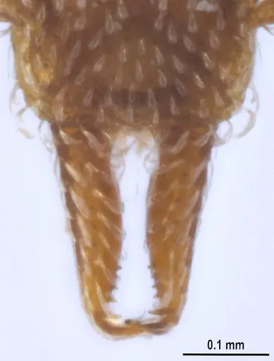 Strumigenys decipula specimen ANTWEB1053317 image antweb1053317_4
