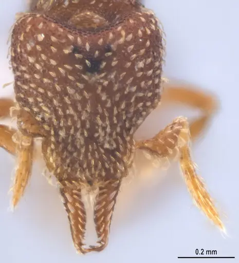 Strumigenys decipula specimen ANTWEB1053319 image antweb1053319_2