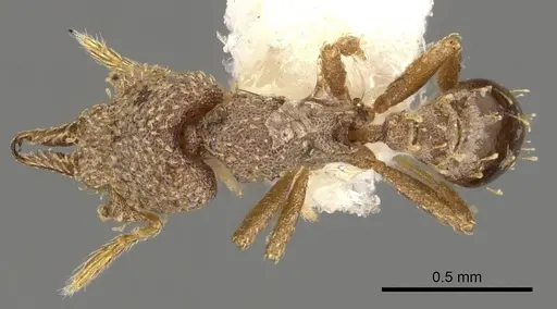 Strumigenys decipula specimen CASENT0900186 image casent0900186_1