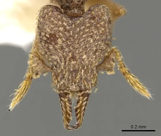 Strumigenys decipula specimen CASENT0900186 image casent0900186_2