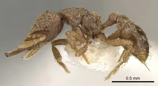Strumigenys decipula specimen CASENT0900186 image casent0900186_3