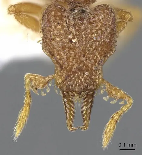 Strumigenys decipula specimen CASENT0914685 image casent0914685_2