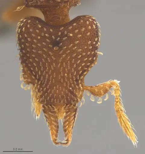 Strumigenys decipula specimen CASENT4036128 image casent4036128_1
