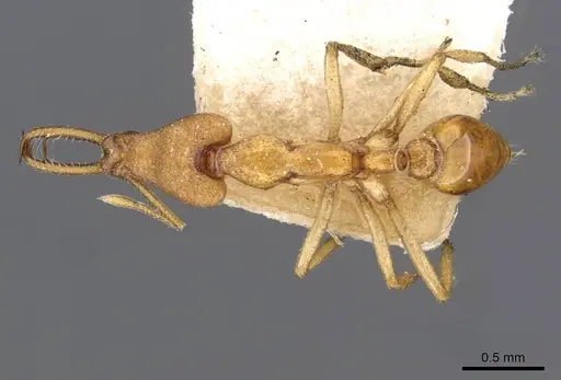 Strumigenys decollata specimen CASENT0909306 image casent0909306_1