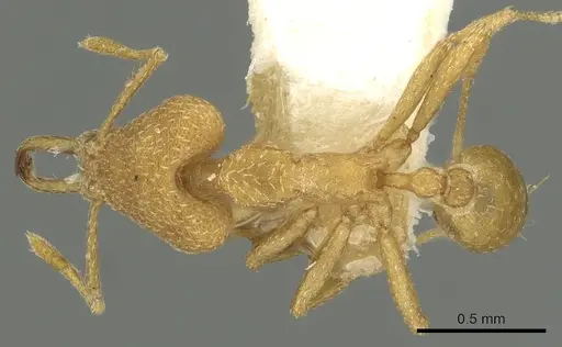 Strumigenys degonya specimen CASENT0900835 image casent0900835_1
