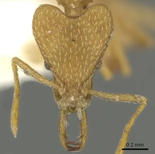 Strumigenys degonya specimen CASENT0900835 image casent0900835_2