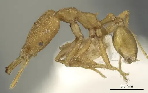 Strumigenys degonya specimen CASENT0900835 image casent0900835_3