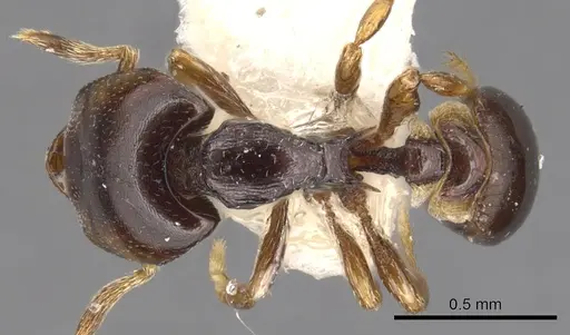 Strumigenys deinomastax specimen CASENT0900199 image casent0900199_1