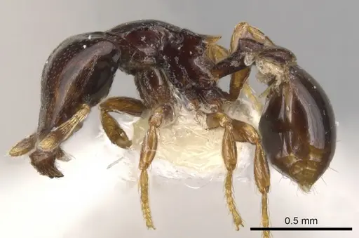 Strumigenys deinomastax specimen CASENT0900199 image casent0900199_3