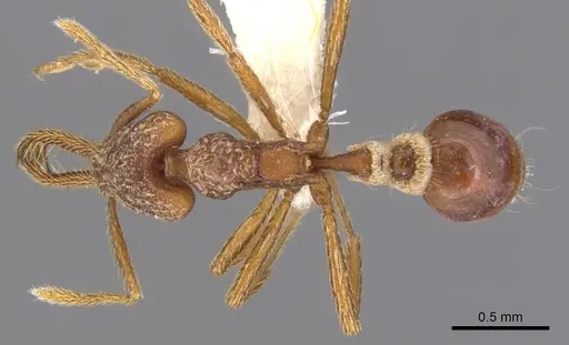 Strumigenys deletrix specimen INBIOCRI001281636 image inbiocri001281636_1