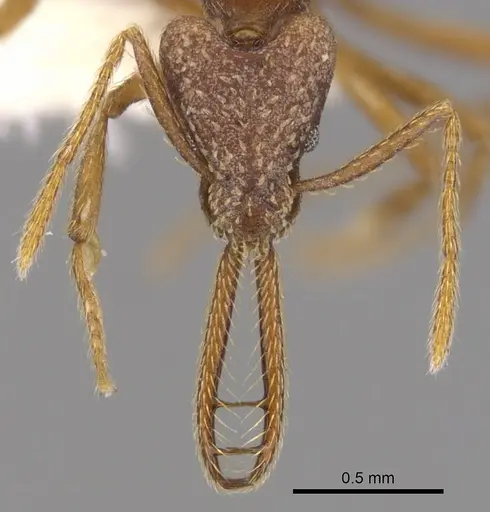 Strumigenys deletrix specimen INBIOCRI001281636 image inbiocri001281636_2