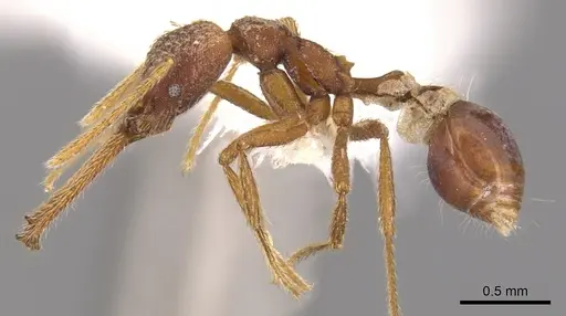 Strumigenys deletrix specimen INBIOCRI001281636 image inbiocri001281636_3