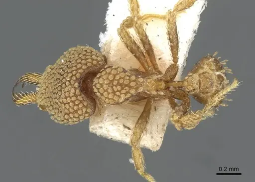 Strumigenys deltisquama specimen CASENT0911242 image casent0911242_1