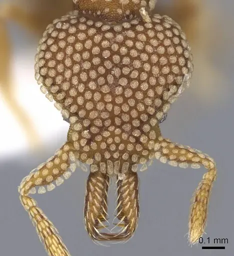 Strumigenys deltisquama specimen CASENT0914733 image casent0914733_2