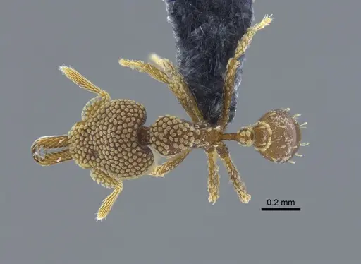Strumigenys deltisquama specimen CBUMAGENT41683 image cbumagent41683_1