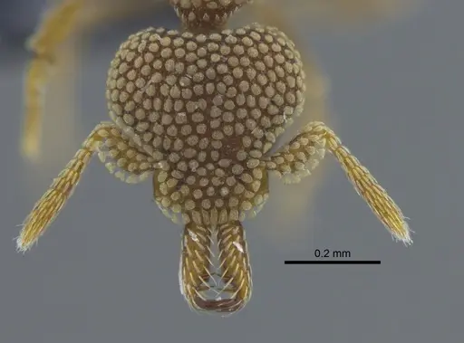 Strumigenys deltisquama specimen CBUMAGENT41683 image cbumagent41683_2