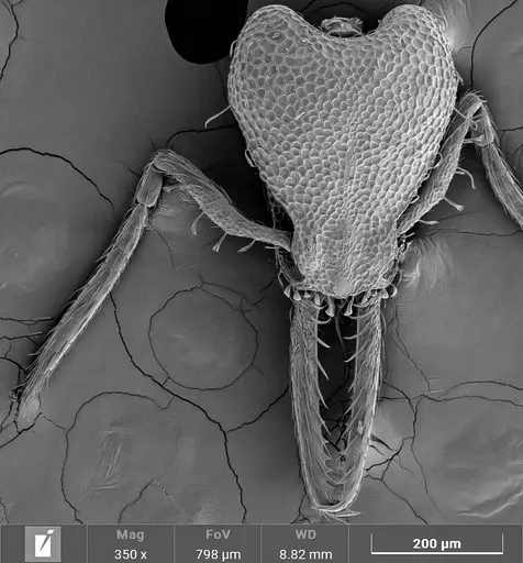 Strumigenys denticulata specimen ANTWEB1047248 image antweb1047248_1