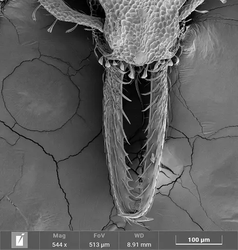 Strumigenys denticulata specimen ANTWEB1047248 image antweb1047248_2