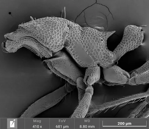 Strumigenys denticulata specimen ANTWEB1047248 image antweb1047248_3